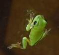Magic Green Frog 2